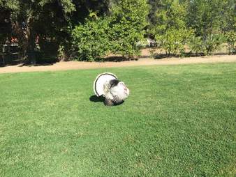 rescue turkey