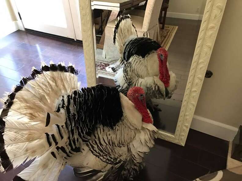 rescue turkey looking in mirror