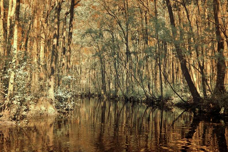 okefenokee swamp