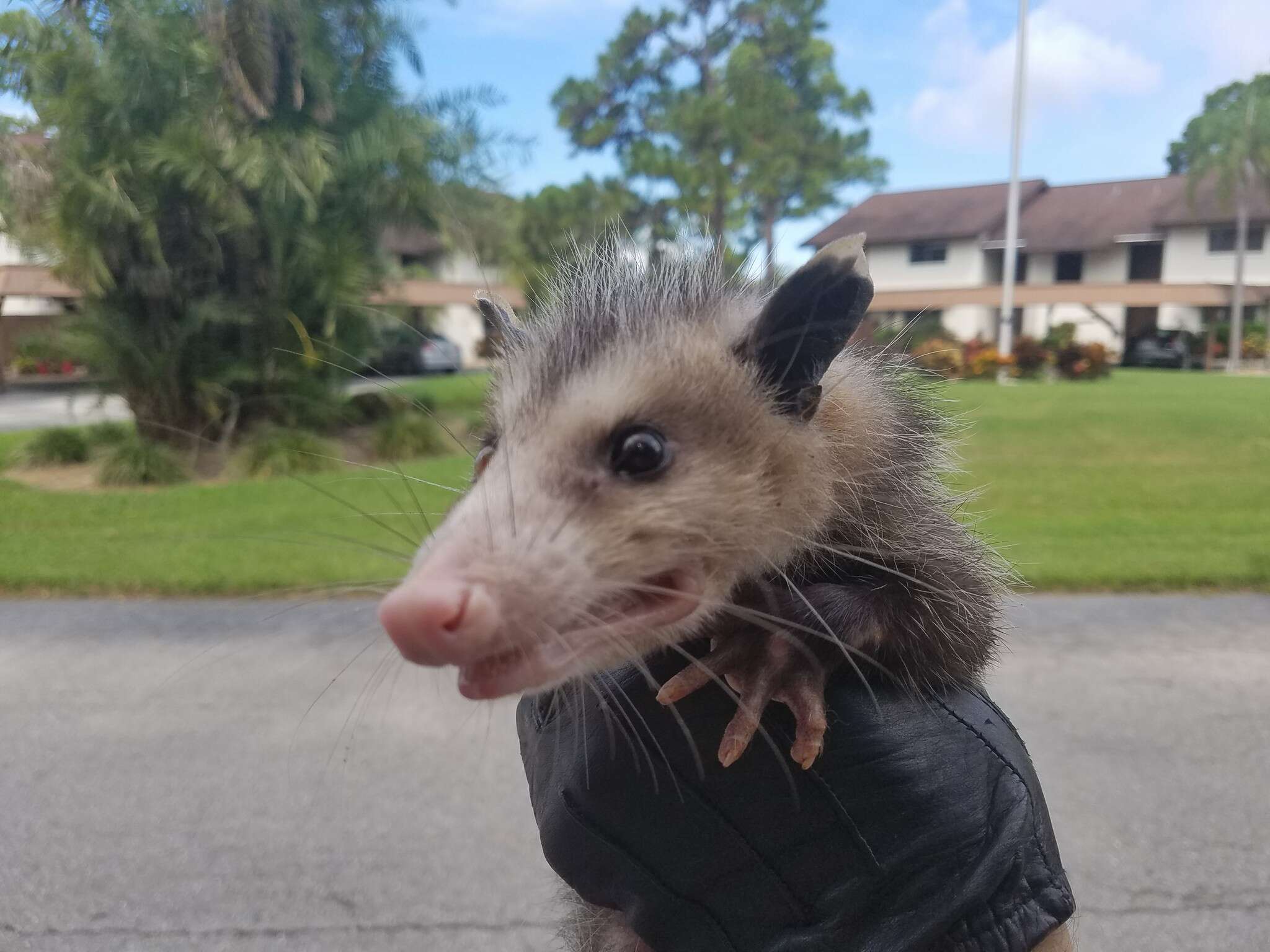 Opossum freed from dumpster