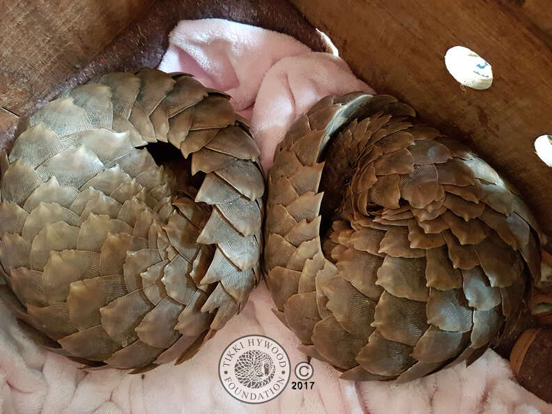 Bonded rescued pangolins