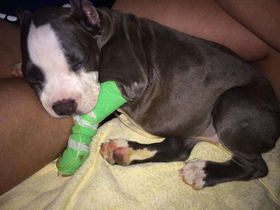 Sick puppy at vet