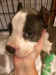 Sick puppy at vet