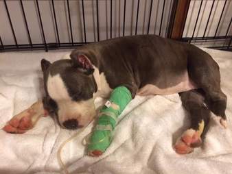 Sick puppy lying down in kennel