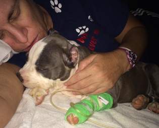 Woman cuddling sick puppy