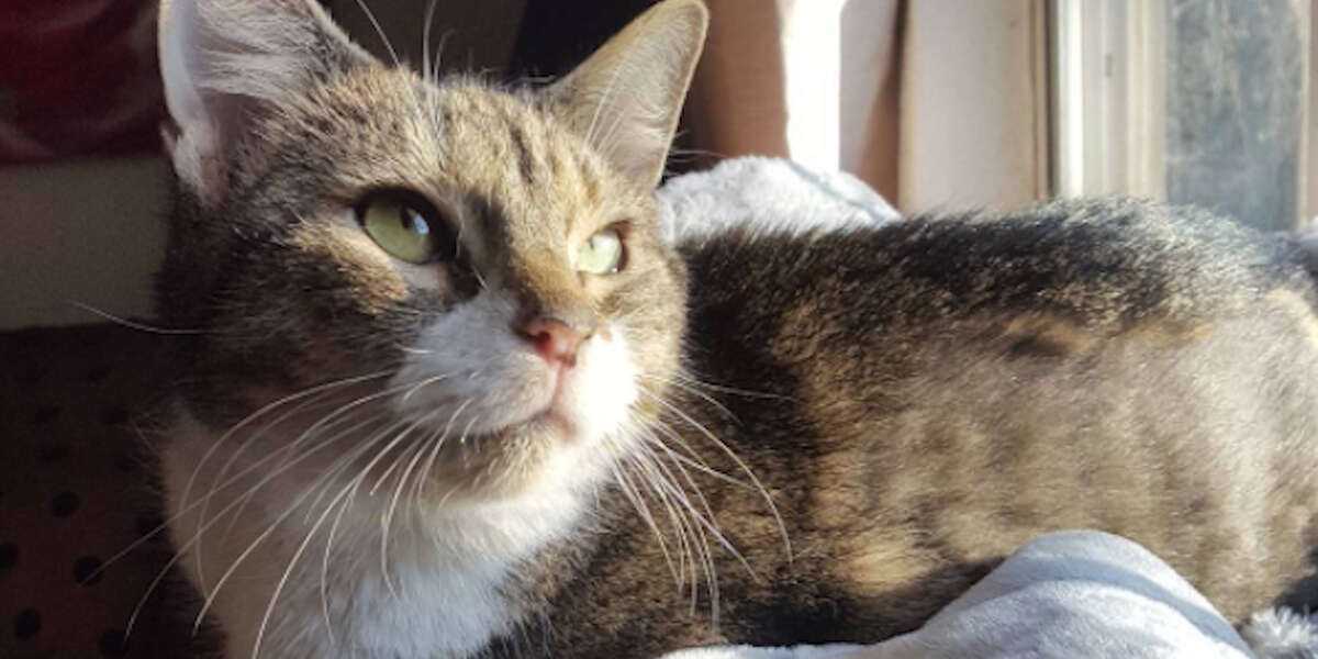 Wobbly Cat Is Living His Best Life Videos The Dodo