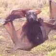 Hundreds Of Bats Are Getting Caught On Fences
