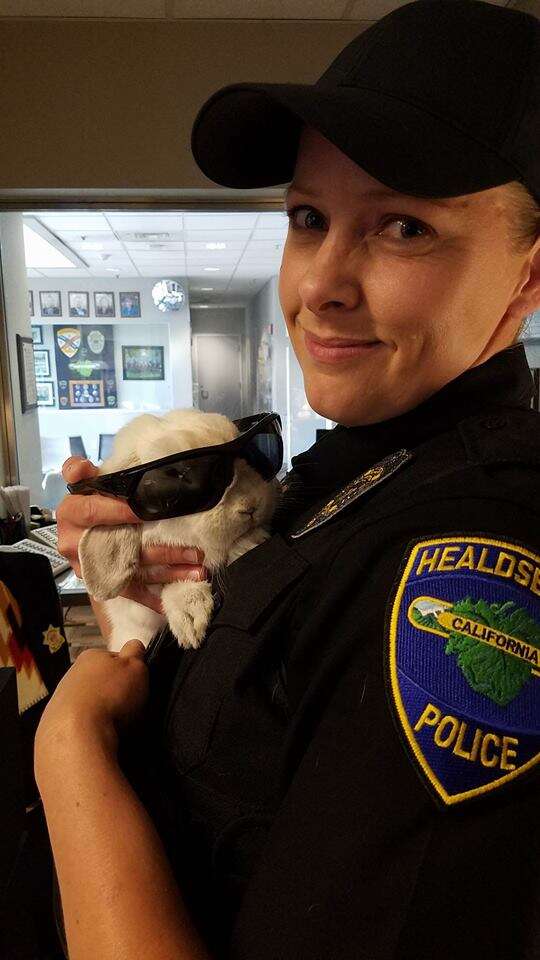 Rescue Rabbit Joins Police Force As Therapy Animal - The Dodo