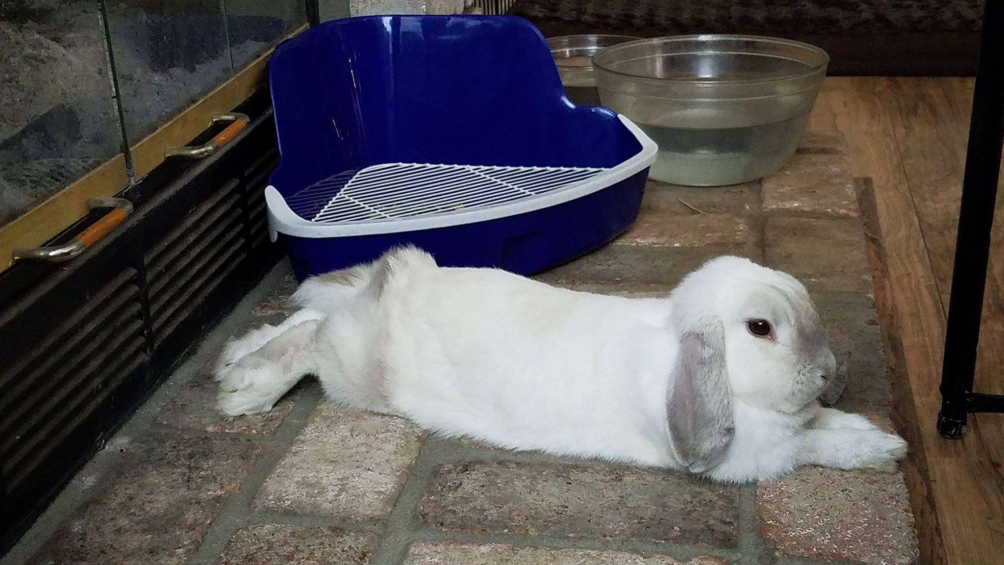 Rescue Rabbit Joins Police Force As Therapy Animal - The Dodo