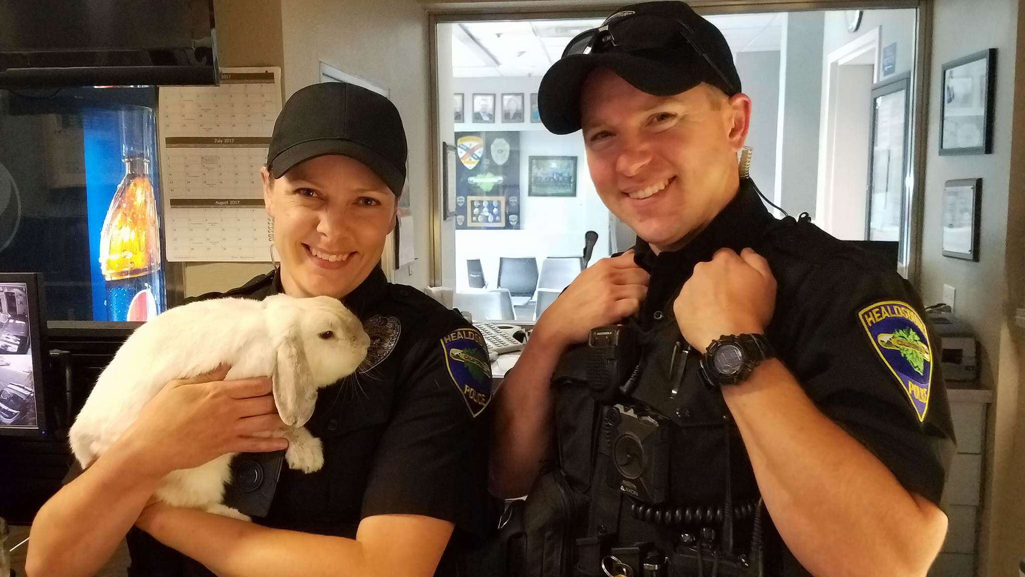 Rescue Rabbit Joins Police Force As Therapy Animal - The Dodo