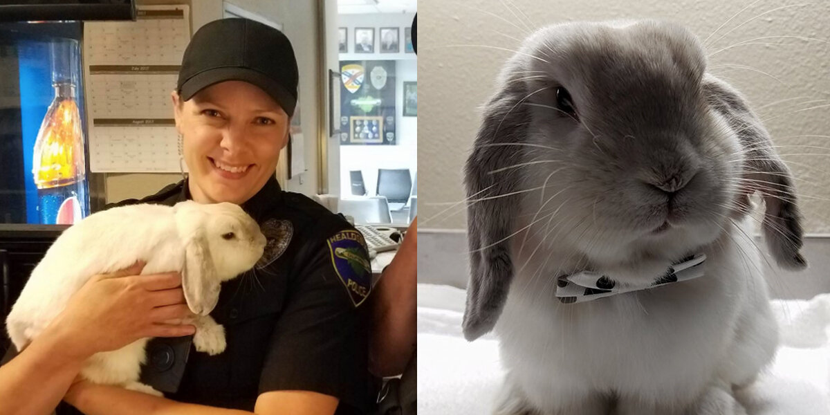 Rescue Rabbit Joins Police Force As Therapy Animal - The Dodo