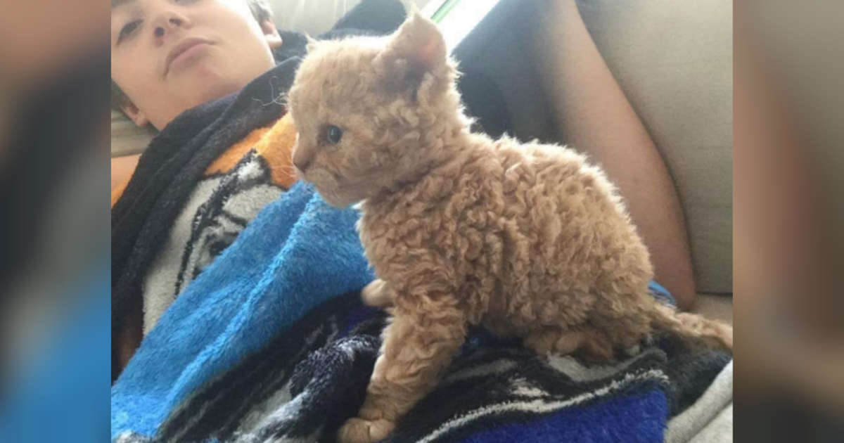 poodle cat cost