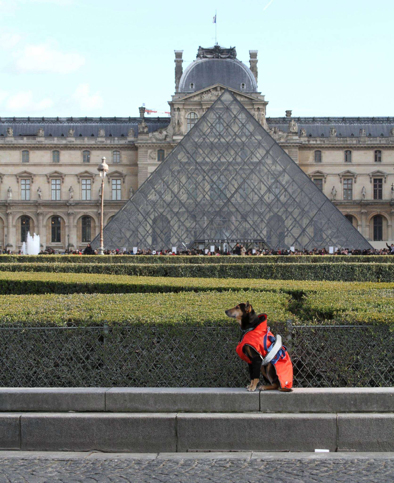 Indian street dog loves to travel