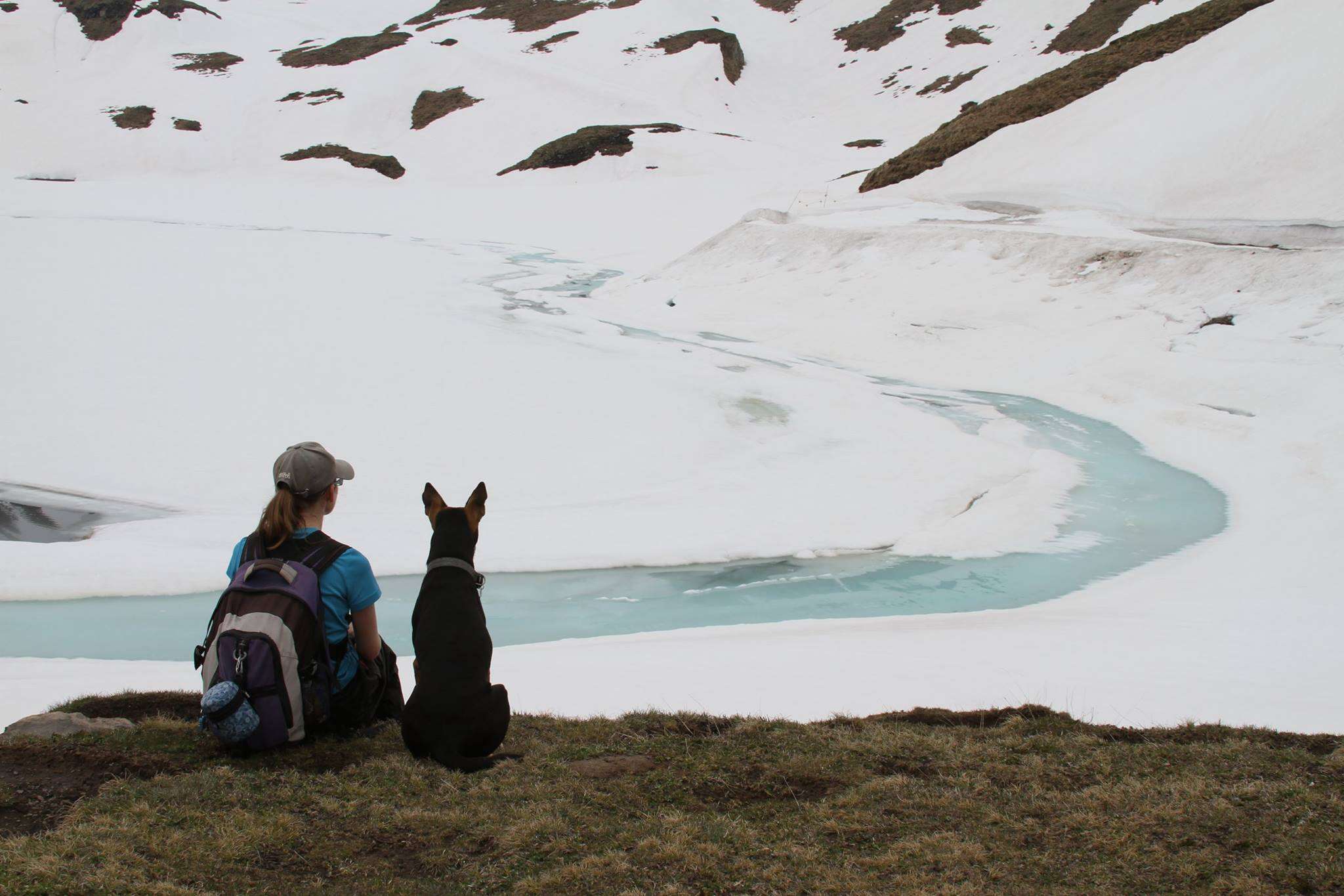 indian street dog loves to travel