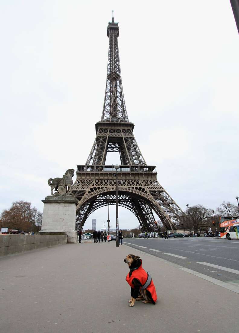 indian street dog loves to travel