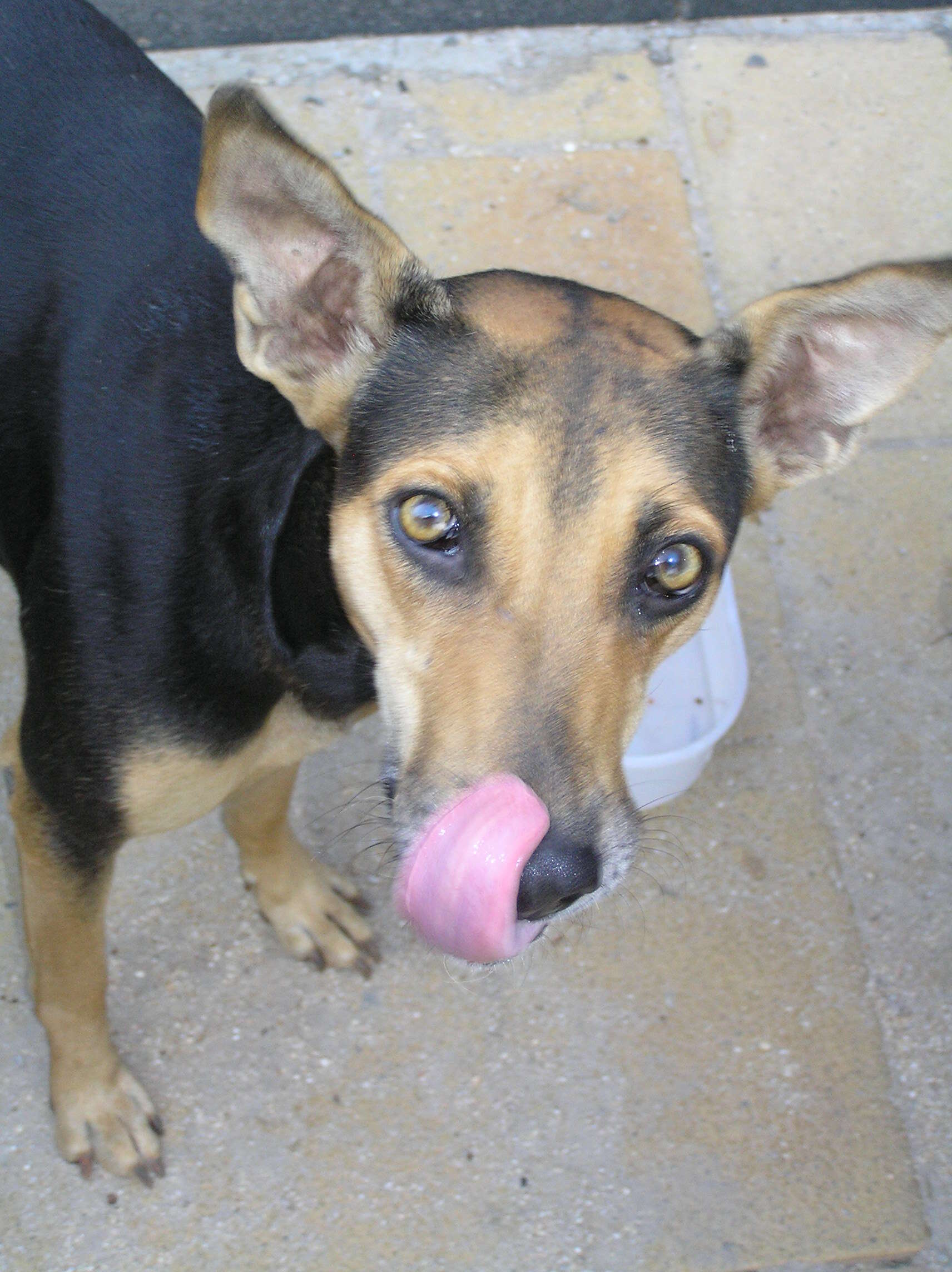 indian street dog loves to travel