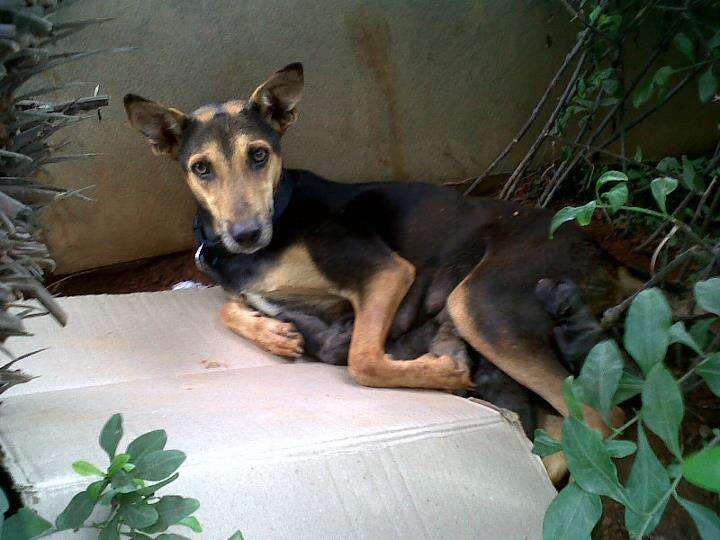 indian street dog loves to travel