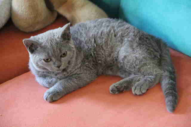 These Curly Haired Cats Are All Descended From One Rescue Kitten - The Dodo