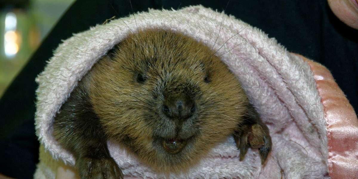 Baby Beaver Gets Lost His First Time Away From Home The Dodo