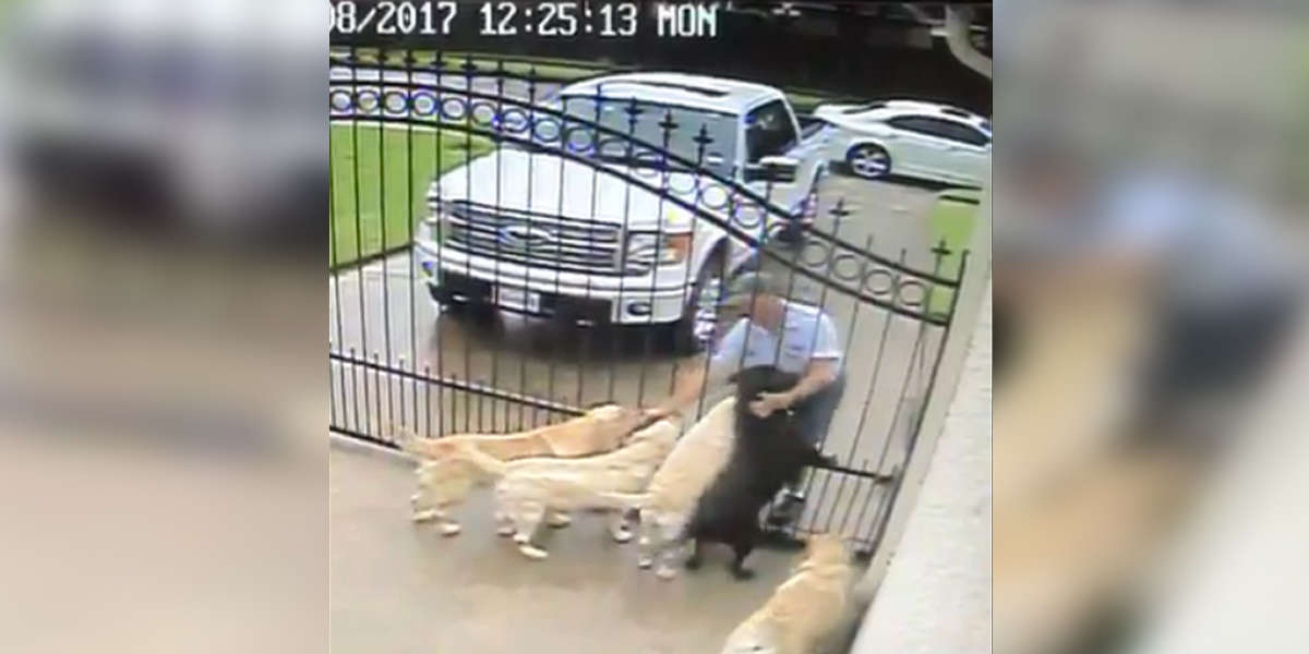 Mailman Caught Sharing A Sweet Moment With Family's Dogs The Dodo