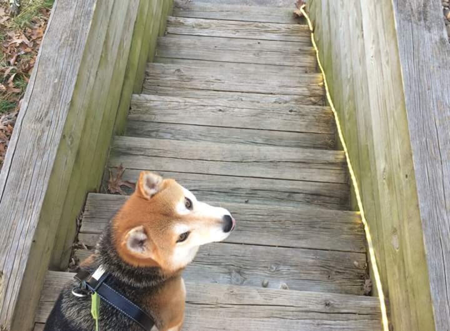Scared Shiba Inu Is The Best Service Dog Now - The Dodo