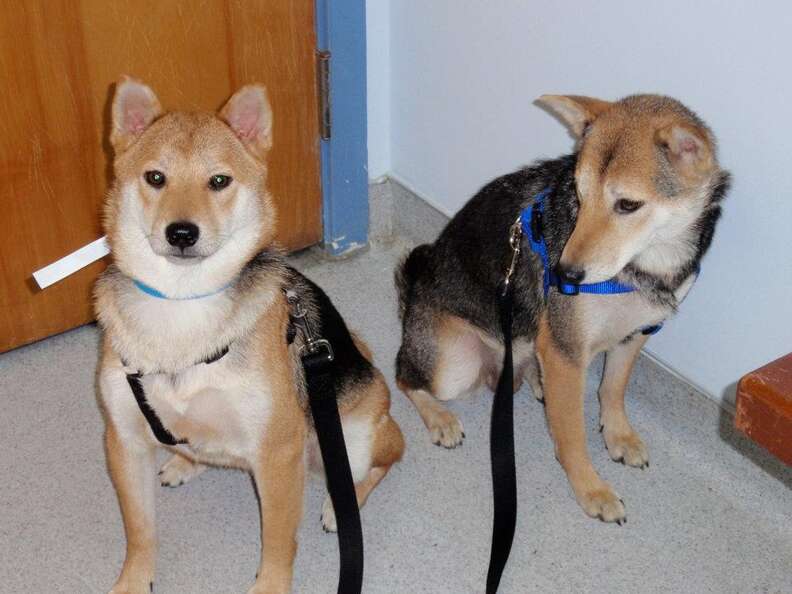 are shiba inus good service dogs