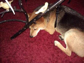 rescued shiba inu