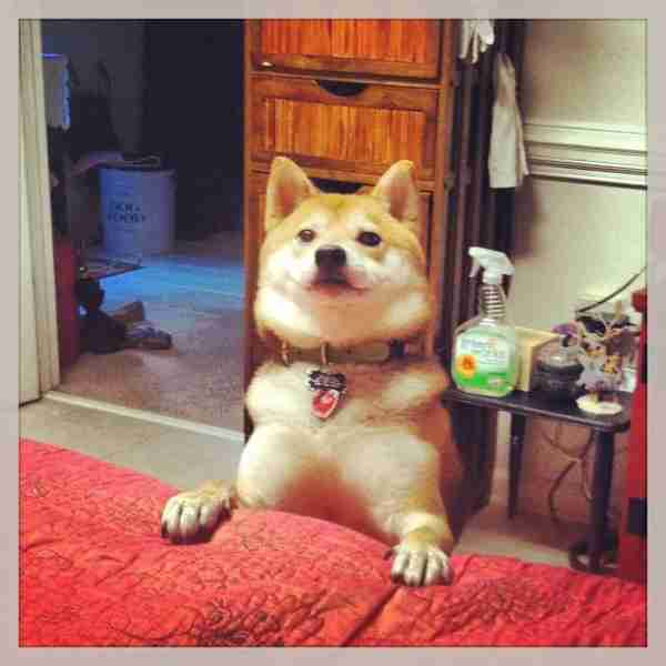 Scared Shiba Inu Is The Best Service Dog Now The Dodo