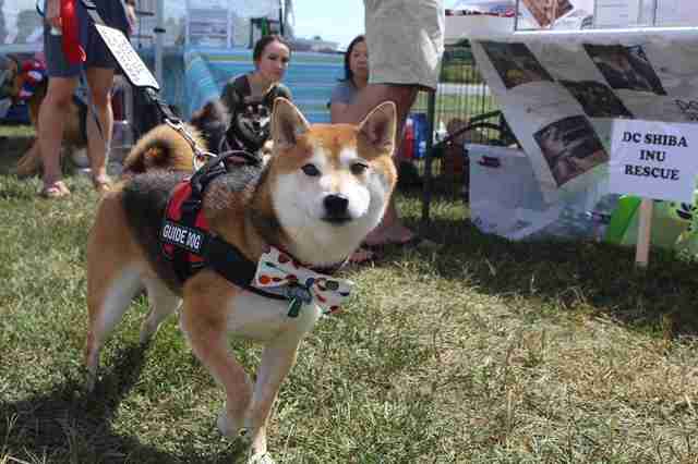 Scared Shiba Inu Is The Best Service Dog Now The Dodo