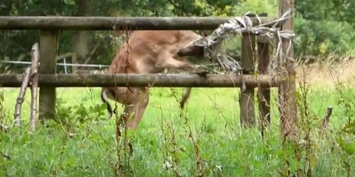 Deer Gets His Antlers Stuck In Rope Videos The Dodo