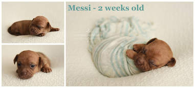 puppy baby photo shoot