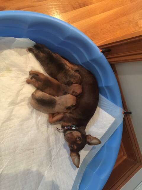 puppy baby photo shoot