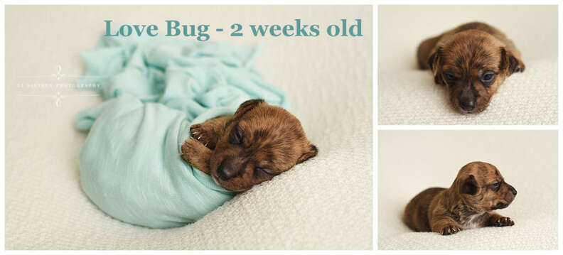 puppy baby photo shoot