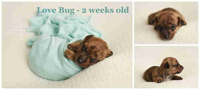 Shelter Puppies Get The Most Perfect Newborn Photo Shoot - The Dodo