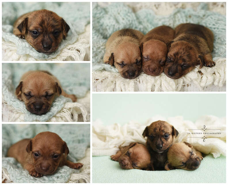 puppy baby photo shoot