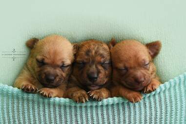 Shelter Puppies Get The Most Perfect Newborn Photo Shoot The Dodo