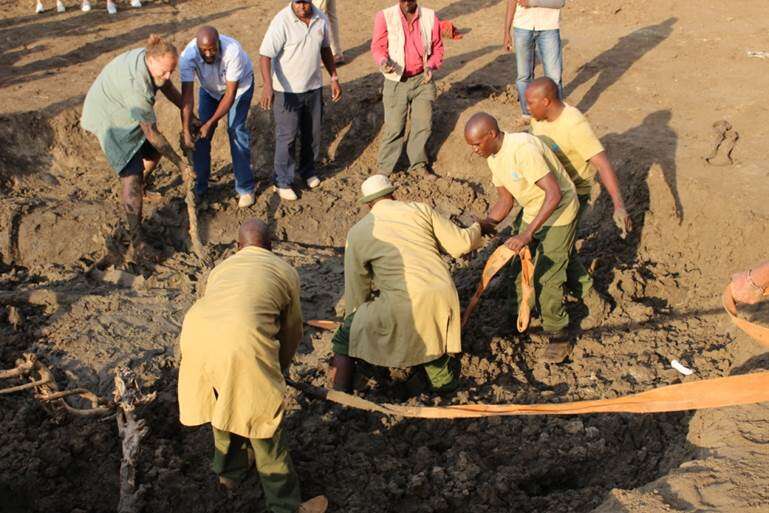 People helping baby elephant stuck in mud