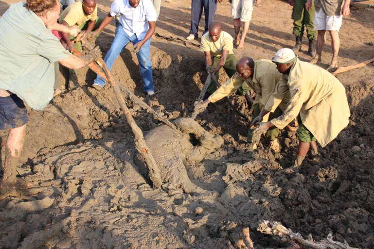 People helping baby African elephant out of mud pit