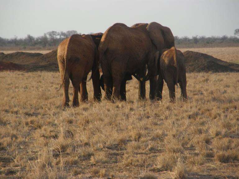 Elephant herd in Africa