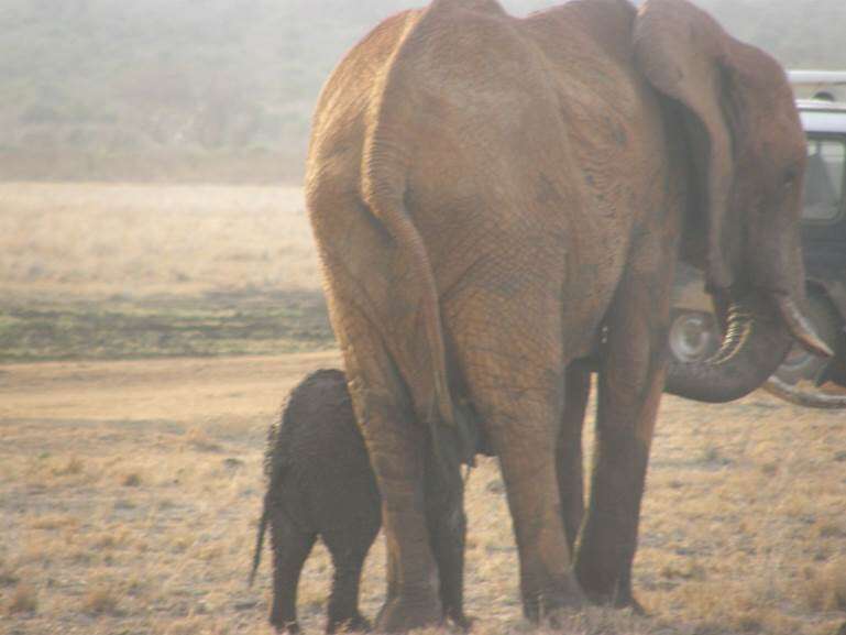 Elephant calf and mother reunited