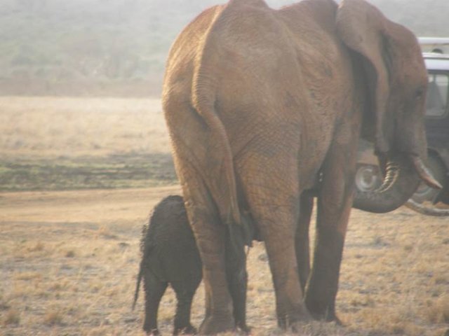 Elephant calf and mother reunited