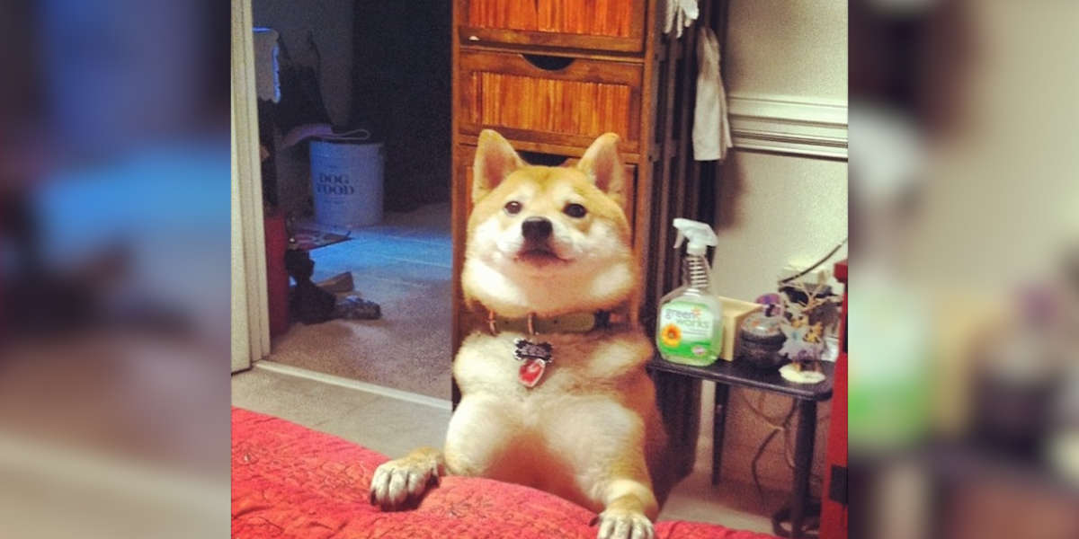 Scared Shiba Inu Is The Best Service Dog Now - The Dodo