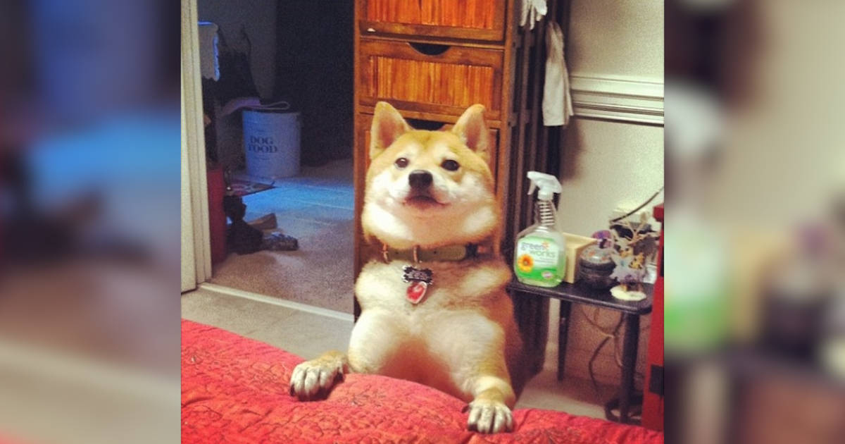 are shiba inus good service dogs