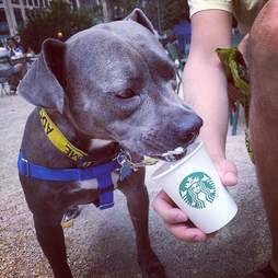 pit bull wears pajamas