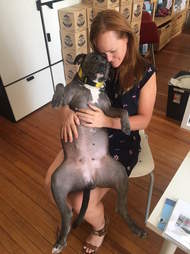 pit bull wears pajamas