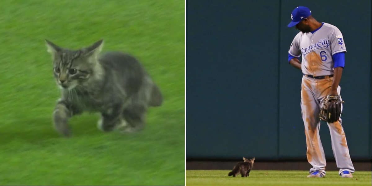 Rally Cat Becomes Viral Hero Then Dissappears - The Dodo