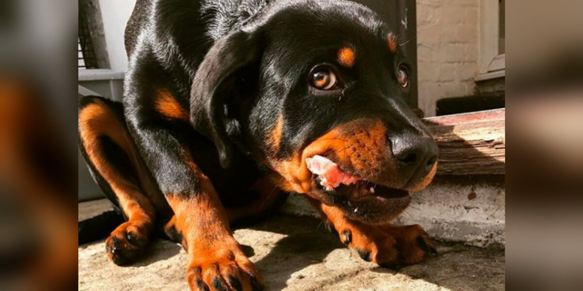 Chihuahua choking online on food