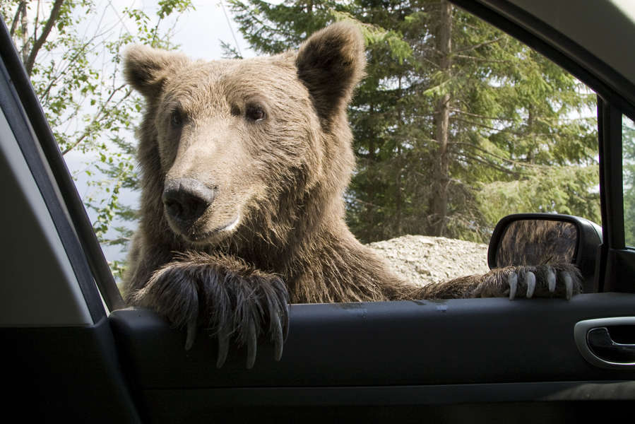 Bear Broke Into Family's Subaru And Took It For A Ride Thrillist
