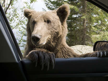 bear peeking in car window