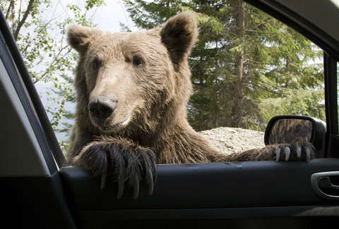 Bear Broke Into Family's Subaru And Took It For A Ride - Thrillist